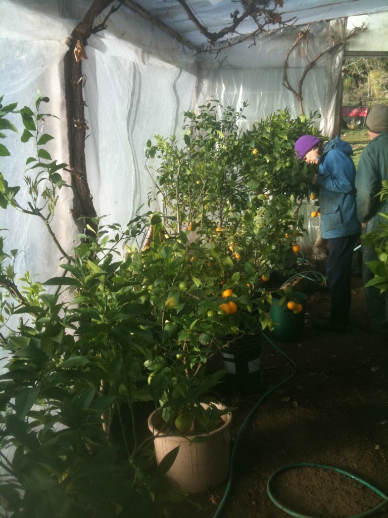 greenhouse lemons in January