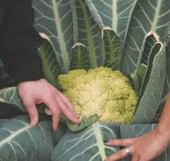 giant biodome cauliflower